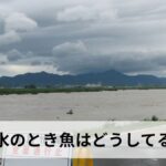 洪水のとき魚はどうしてる？【2026年最新版】川の魚の行動・生態・道路に魚が現れる理由を徹底解説