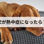 犬が熱中症になったら？症状・応急処置と病院に行く目安を徹底解説