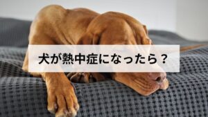 犬が熱中症になったら?症状・応急処置と病院に行く目安を徹底解説