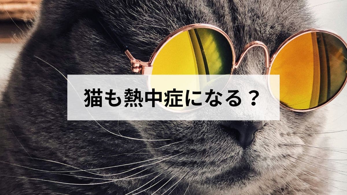 猫も熱中症になる？症状の見分け方と応急処置、病院に行く目安を解説