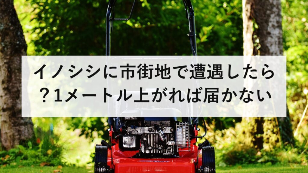 イノシシに市街地で遭遇したら？1メートル上がれば届かない｜走ってはいけない理由を防災士が解説