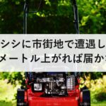 イノシシに市街地で遭遇したら?1メートル上がれば届かない|走ってはいけない理由を防災士が解説
