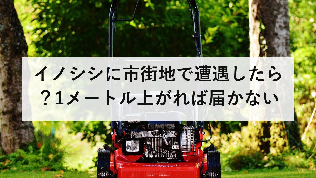 イノシシに市街地で遭遇したら?1メートル上がれば届かない|走ってはいけない理由を防災士が解説
