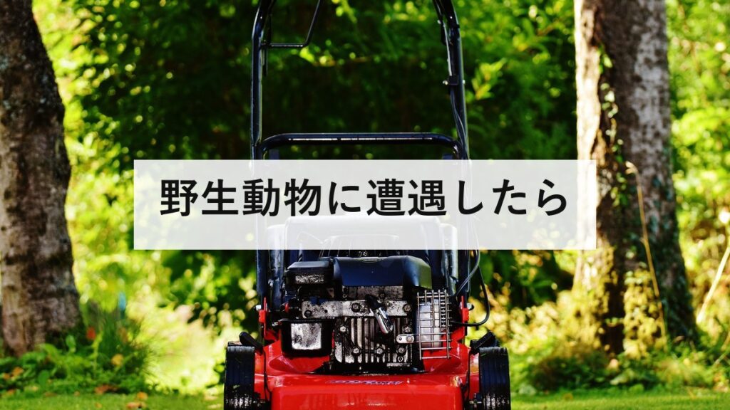 野生動物に遭遇したら｜クマ・イノシシ・サル・シカで正解が違う。走ってはいけない理由を防災士が解説