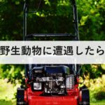 野生動物に遭遇したら|クマ・イノシシ・サル・シカで正解が違う。走ってはいけない理由を防災士が解説