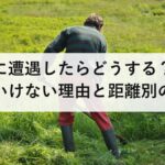 クマに遭遇したらどうする?走ってはいけない理由と距離別の対応|2025年度は被害238人・死者13人で過去最多