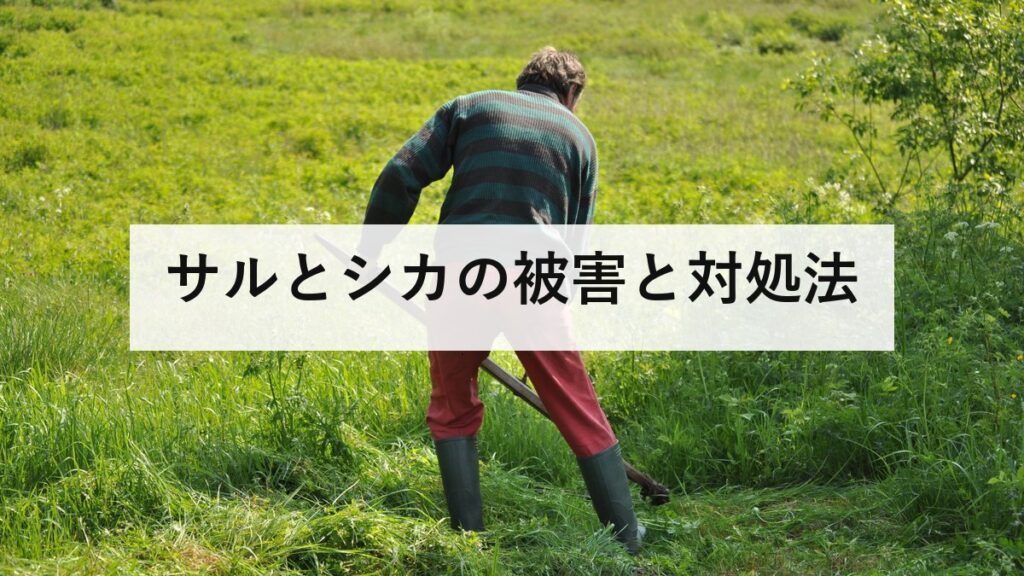 サルとシカの被害と対処法｜サルは目を合わせない、シカは車の飛び出しに注意