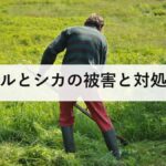サルとシカの被害と対処法|サルは目を合わせない、シカは車の飛び出しに注意